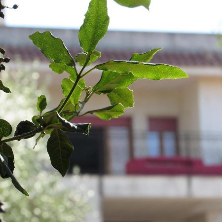 Villa Il Giovane Alloro Martina Franca Exterior foto